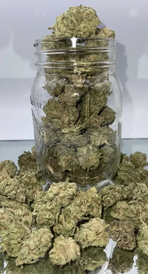 jar and lots of buds of grape frosty thca flower